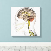 Medizinische Illustration des menschlichen Nervens Leinwanddruck (Insitu (Holzboden))