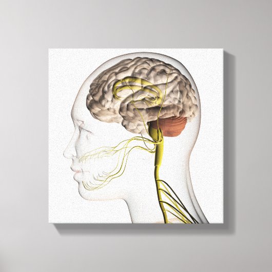 Medizinische Illustration des menschlichen Nervens Leinwanddruck (Vorderseite)
