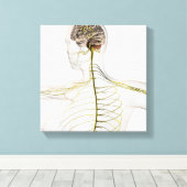 Medizinische Illustration des menschlichen Nervens Leinwanddruck (Insitu (Holzboden))
