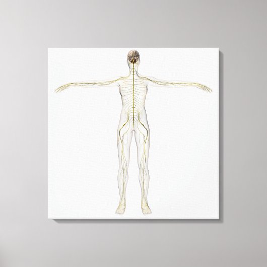 Medizinische Illustration des menschlichen Nervens Leinwanddruck (Vorderseite)