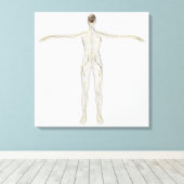 Medizinische Illustration des menschlichen Nervens Leinwanddruck (Insitu (Holzboden))