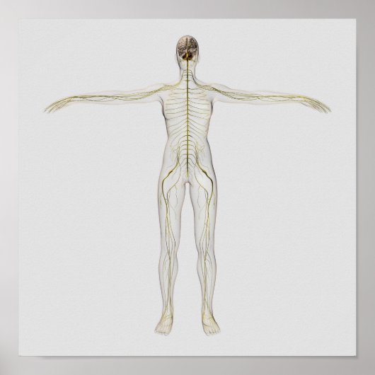 Medizinische Illustration des menschlichen Nervens Poster (Vorne)