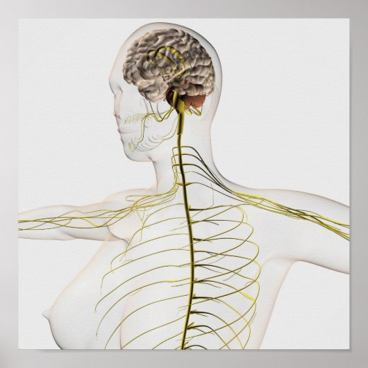 Medizinische Illustration des menschlichen Nervens Poster (Vorne)