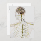 Medizinische Illustration des menschlichen Nervens Postkarte (Vorne/Hinten)