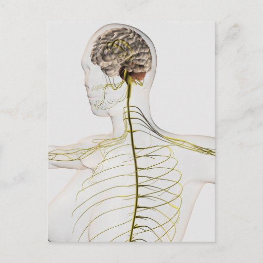 Medizinische Illustration des menschlichen Nervens Postkarte (Vorderseite)