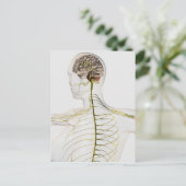 Medizinische Illustration des menschlichen Nervens Postkarte (Stehend Vorderseite)