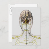 Medizinische Illustration des menschlichen Nervens Postkarte (Vorne/Hinten)