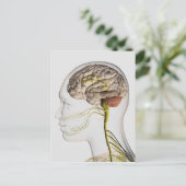 Medizinische Illustration des menschlichen Nervens Postkarte (Stehend Vorderseite)