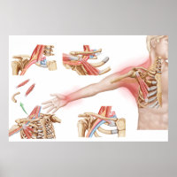 Medizinische Illustration im Detail Thorakische Ou