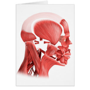 Medizinische Illustration männlicher
