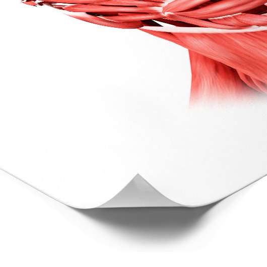 Medizinische Illustration männlicher Gesichtsmuske Poster (Ecke)