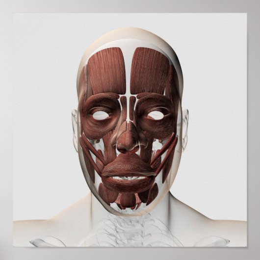Medizinische Illustration männlicher Gesichtsmuske Poster (Vorne)