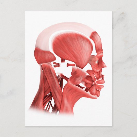 Medizinische Illustration männlicher Gesichtsmuske Postkarte (Vorderseite)