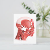 Medizinische Illustration männlicher Gesichtsmuske Postkarte (Stehend Vorderseite)
