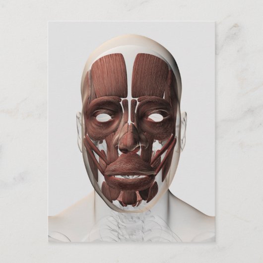 Medizinische Illustration männlicher Gesichtsmuske Postkarte (Vorderseite)