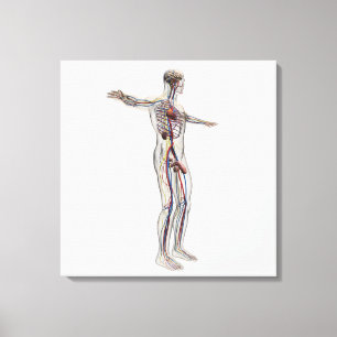 Medizinische Illustration: Männliches Leinwanddruck