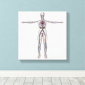 Medizinische Illustration: Männliches Reproduktion Leinwanddruck (Insitu (Holzboden))