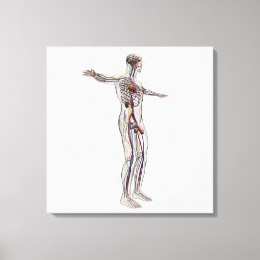 Medizinische Illustration: Männliches Reproduktion Leinwanddruck (Vorderseite)