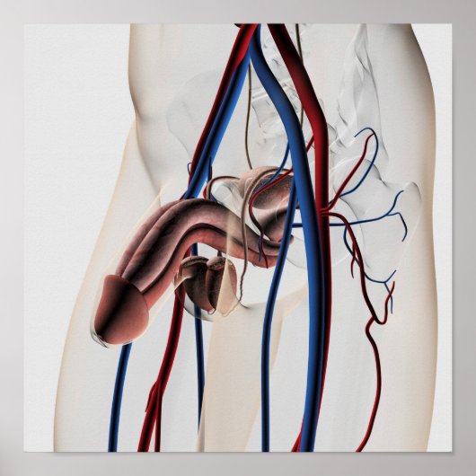 Medizinische Illustration: Männliches Reproduktion Poster (Vorne)