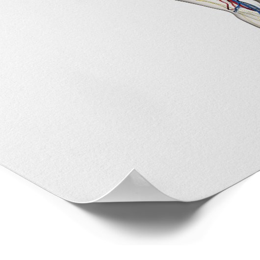 Medizinische Illustration: Männliches Reproduktion Poster (Ecke)