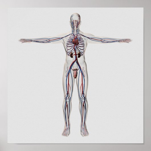 Medizinische Illustration: Männliches Reproduktion Poster (Vorne)