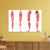 Medizinische Illustration menschlicher Lungenmuske Leinwanddruck (Insitu (Wohnzimmer))