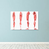 Medizinische Illustration menschlicher Lungenmuske Leinwanddruck (Insitu (Holzboden))