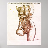 Medizinische Illustration Poster (Vorne)