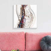 Medizinische Illustration von Artikeln 2 Leinwanddruck (Insitu (Wohnzimmer))