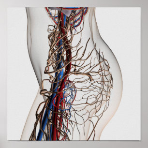 Medizinische Illustration von Artikeln 2 Poster