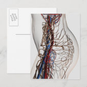 Medizinische Illustration von Artikeln 2 Postkarte (Vorne/Hinten)