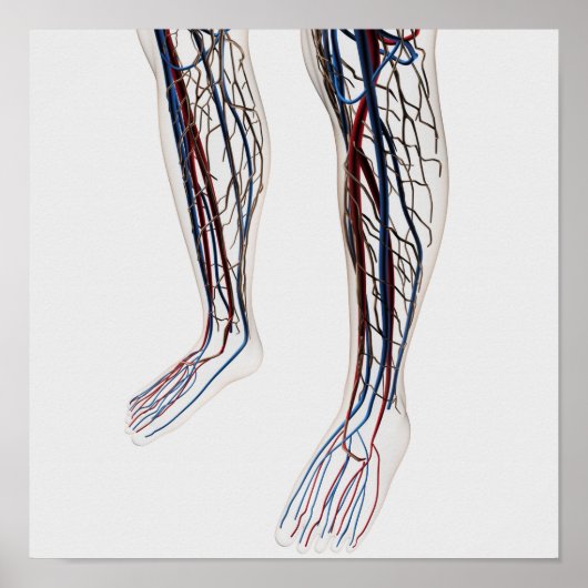 Medizinische Illustration von Artikeln 3 Poster (Vorne)