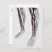 Medizinische Illustration von Artikeln 3 Postkarte (Vorne/Hinten)