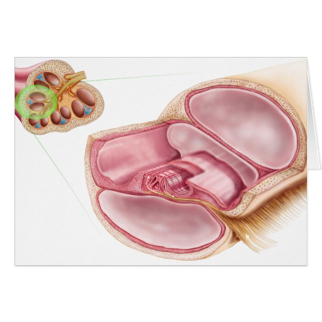 Medizinische Illustration von Endolymph (Vorderseite (Horizontal))