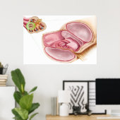 Medizinische Illustration von Endolymph Poster (Heimbüro)