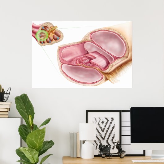 Medizinische Illustration von Endolymph Poster (Heimbüro)