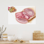 Medizinische Illustration von Endolymph Poster (Küche)