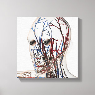 Medizinische Illustration von Hauptarterien 2 Leinwanddruck