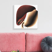 Medizinische Illustration von Leber und Magengesch Leinwanddruck (Insitu (Wohnzimmer))