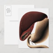 Medizinische Illustration von Leber und Magengesch Postkarte (Vorne/Hinten)