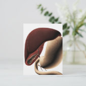 Medizinische Illustration von Leber und Magengesch Postkarte (Stehend Vorderseite)