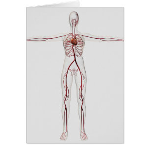 Medizinische Illustration: Weibliches