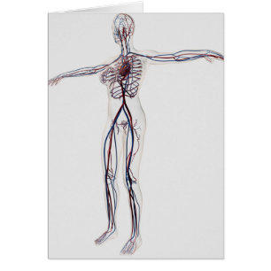 Medizinische Illustration: Weibliches Kreislaufsys