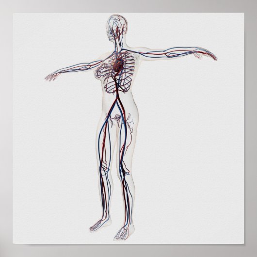 Medizinische Illustration: Weibliches Kreislaufsys Poster (Vorne)