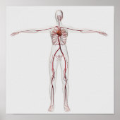 Medizinische Illustration: Weibliches Kreislaufsys Poster (Vorne)