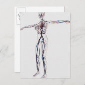 Medizinische Illustration: Weibliches Kreislaufsys Postkarte (Vorne/Hinten)