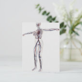 Medizinische Illustration: Weibliches Kreislaufsys Postkarte (Stehend Vorderseite)