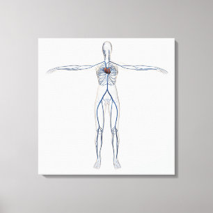 Medizinische Illustration: Weibliches Leinwanddruck