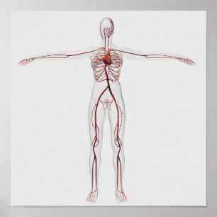 Medizinische Illustration: Weibliches Poster
