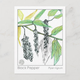 Medizinische Kräutermateria Medica Kräuterstudie Postkarte